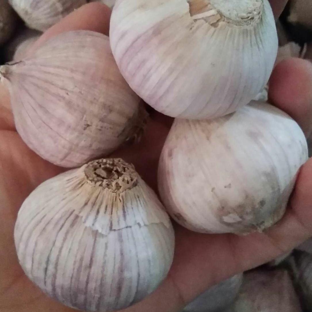 1kg tỏi cô đơn