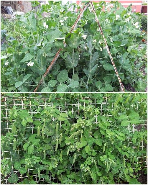 [HCM]Hạt Giống Đậu Hà Lan  -KLT 20 gram .