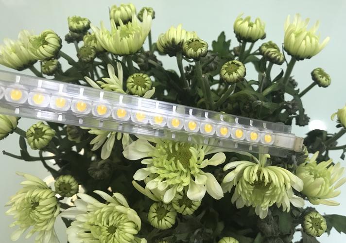 Combo 50 Led Luxeon 1W HG, không đế