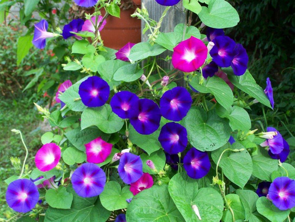 Gói 50 Hạt giống hoa Bìm Bìm mix (tặng gói kích nẩy mầm và hướng dẫn)