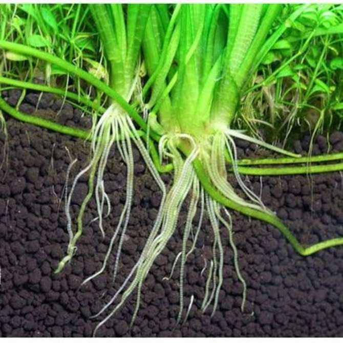 Phân nền diamax túi 2kg cho bể thủy sinh