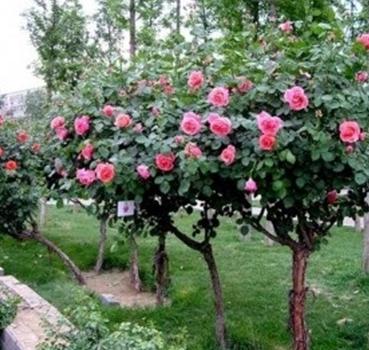 Hạt giống hoa hồng thân gỗ