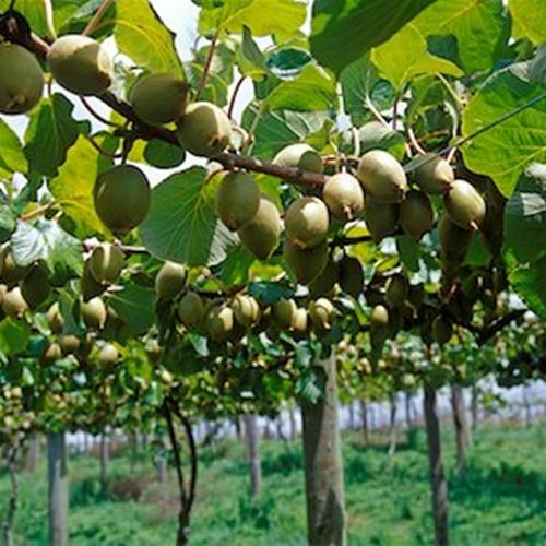 Hạt Giống Kiwi Loại Dễ Trồng. Túi 30 Hạt