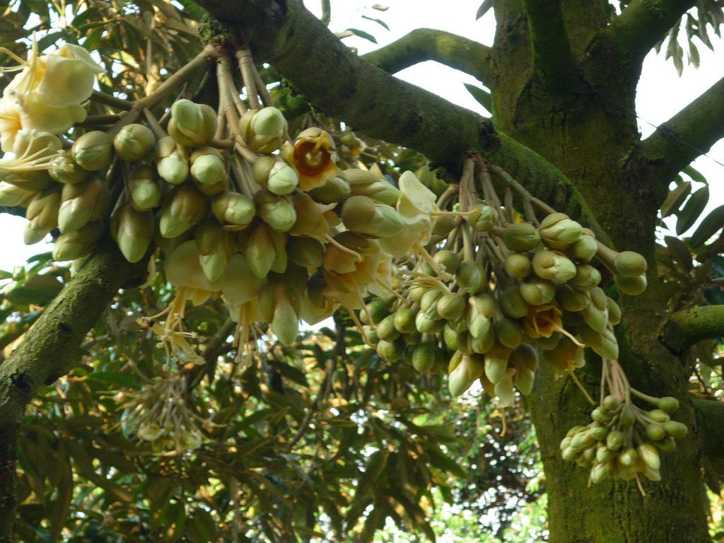 THIOUREA 99 THIRABONG (Thioirea 99%=sure 99) Đánh thức mầm ngủ (phá hủy miên trạng) của chồi ngủ (mầm chồi, lá, hoa) giúp cây ra tược đồng loạt, ra hoa trái vụ