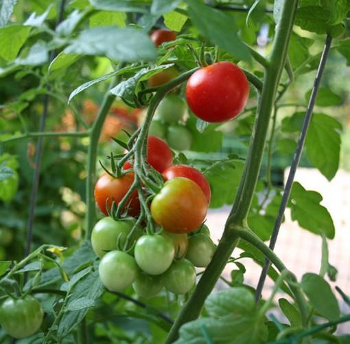 Gói 1g Hạt giống Cà Chua F1 (tặng gói kích nẩy mầm và hướng dẫn)