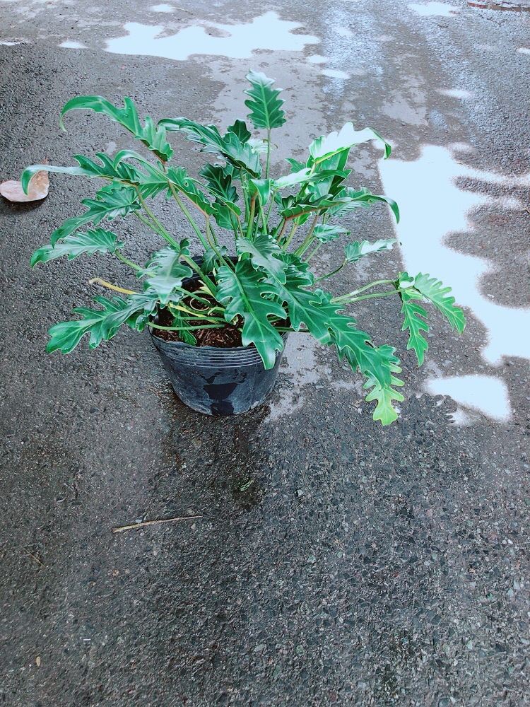 Trầu Bà Chân Vịt