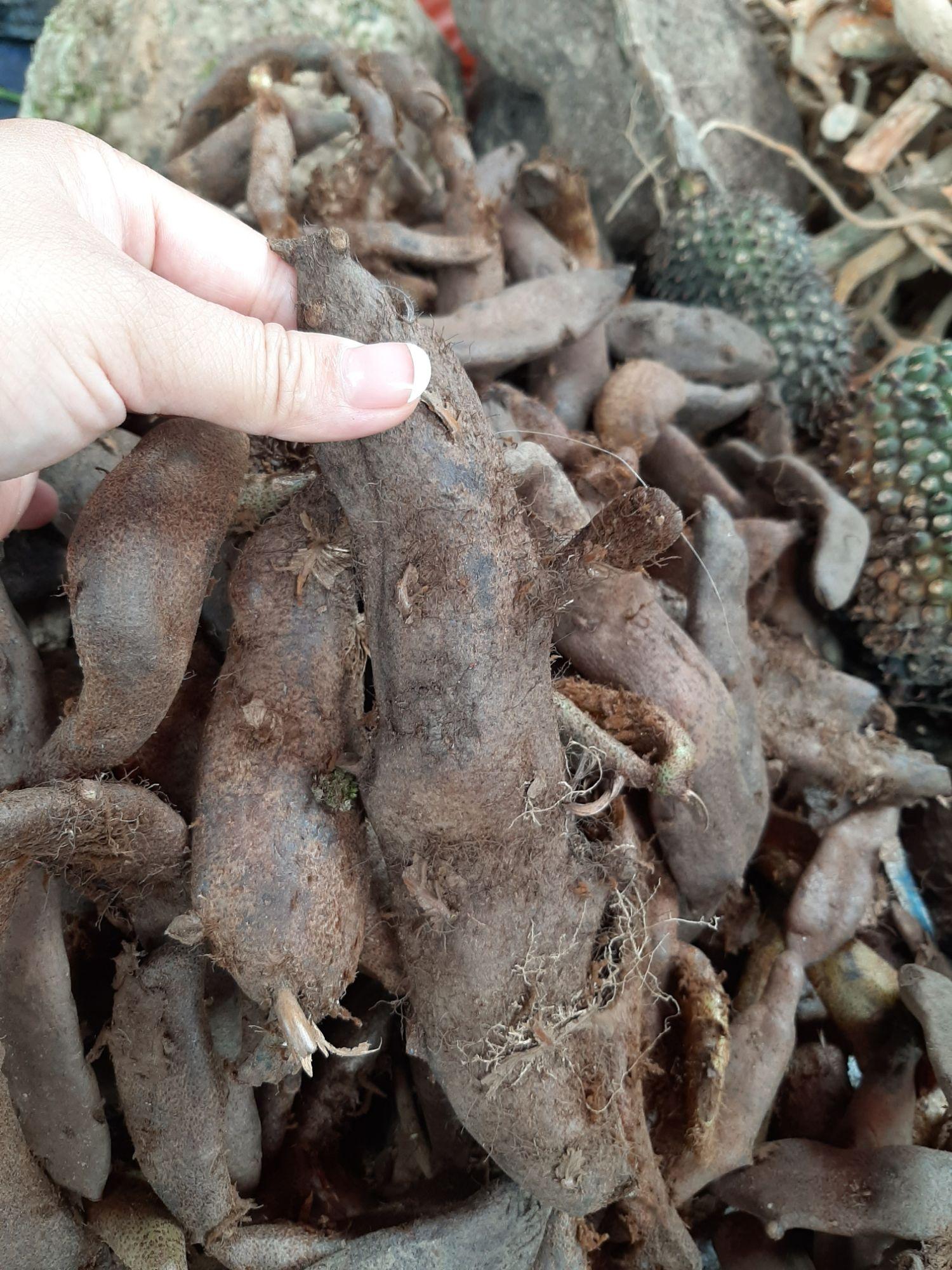 1kg củ tắc kè đá khô