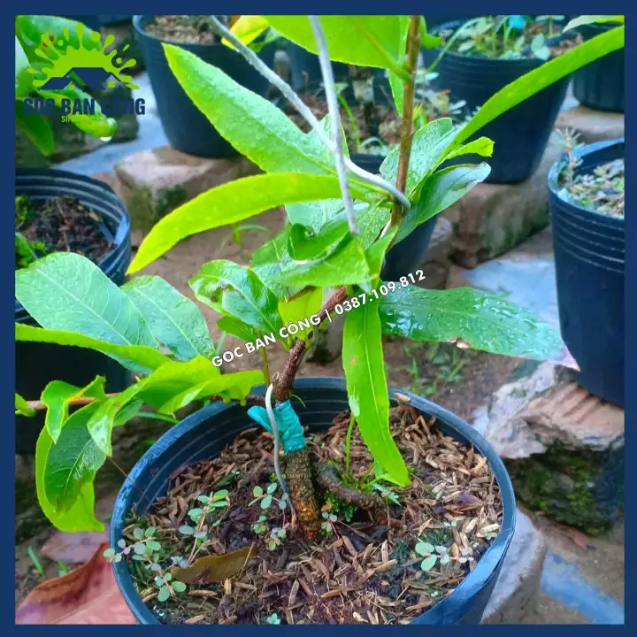 Cây Mai Vàng Bonsai Mini Gốc Quái