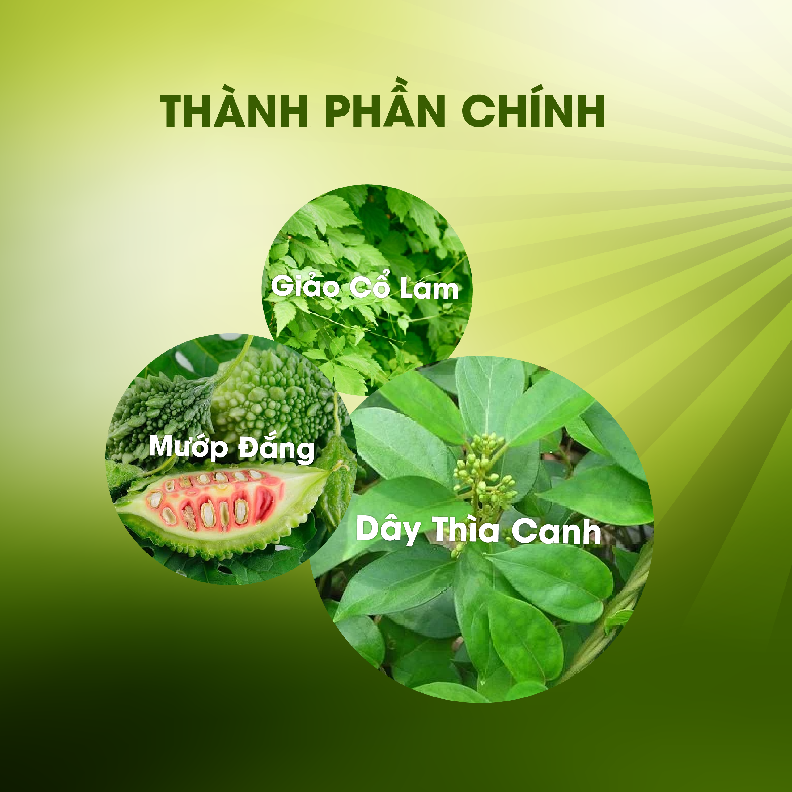 Trà Dây Thìa Canh túi lọc