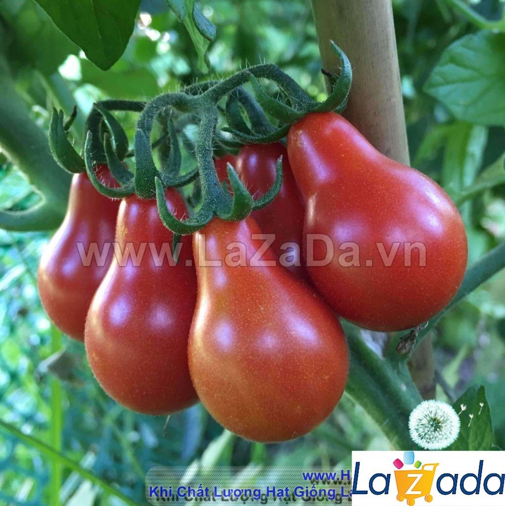 30h Hạt Giống Cà Chua Cherry Lê Đỏ (A3.102| B41*W45*M304)