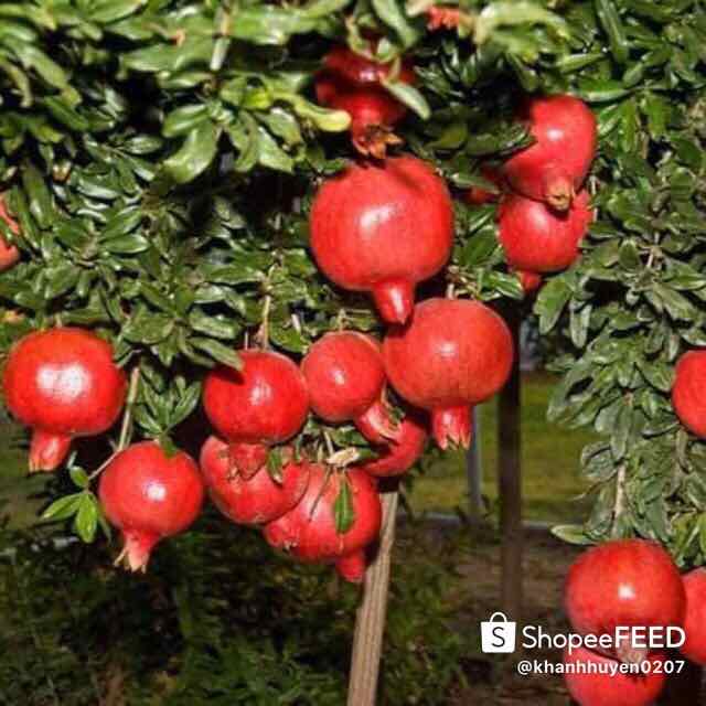 lựu lùn ấn độ