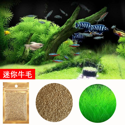 2 gói hạt giống cây thủy sinh dùng trang trí hồ cá