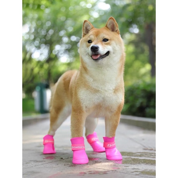 Giày ủng đi mưa cho chó mèo 🐶🐱