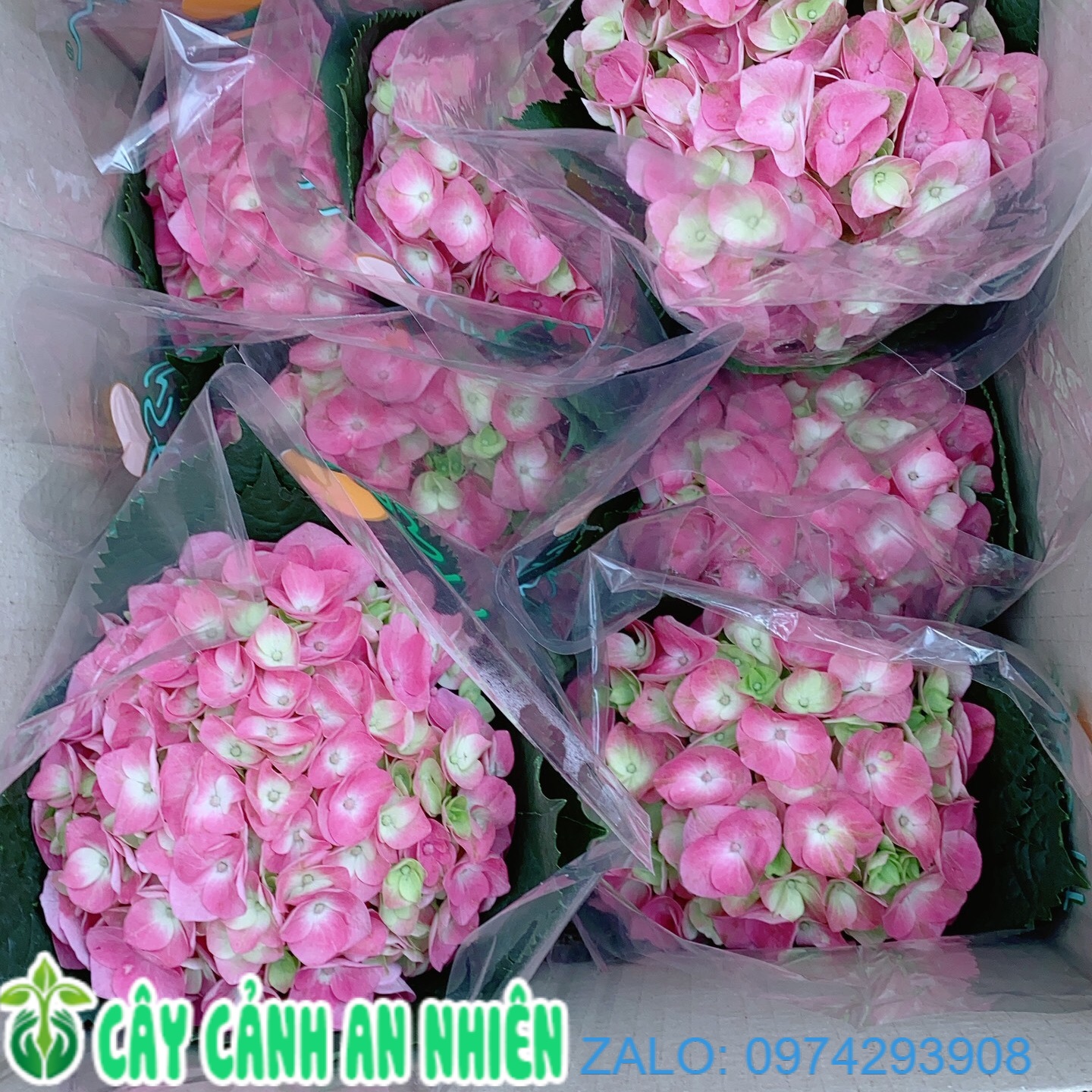 Cẩm tú cầu
