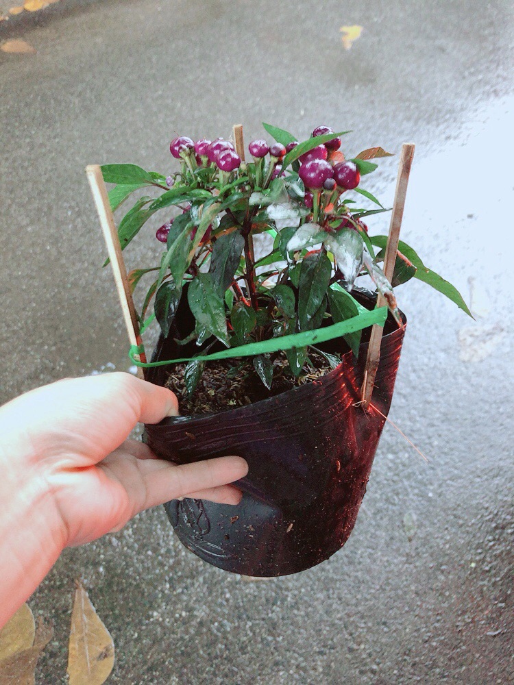 Bụi Ớt Tím