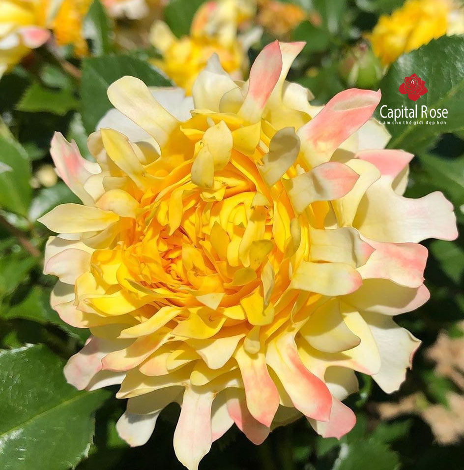 Hoa hồng ngoại Fre Ruffle – Fireworks Wave rose - hoa hồng cúc vàng