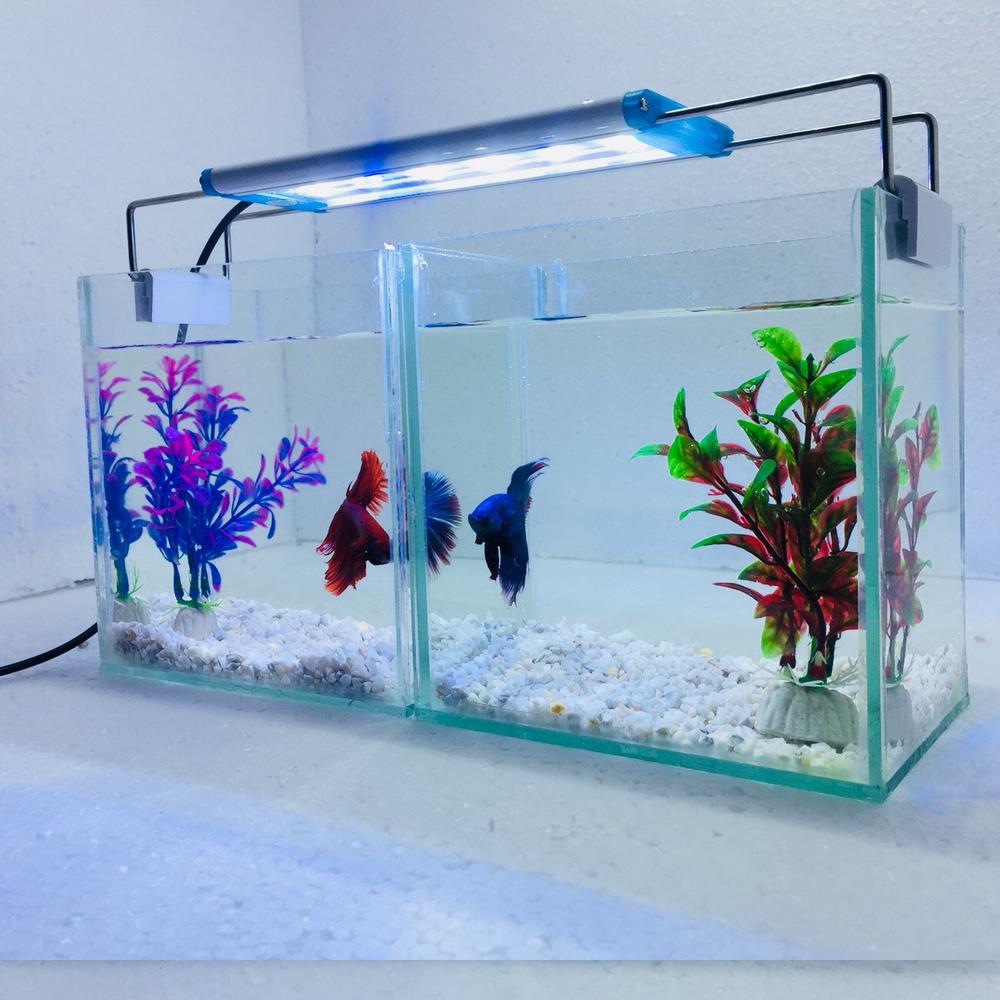 Bể cá mini để bàn combo 2 Bể cá có đèn led