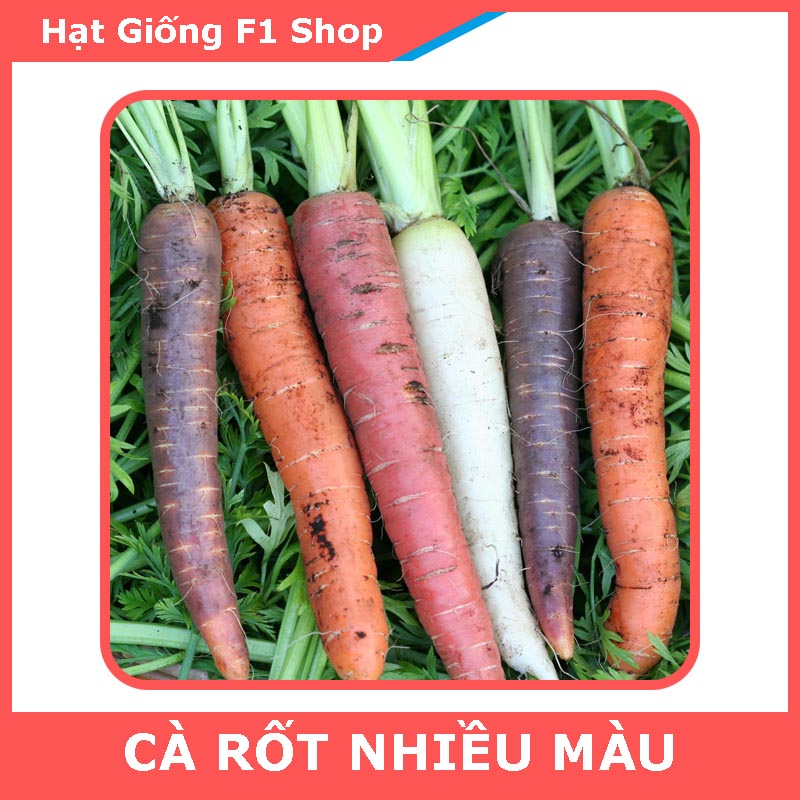 Hạt Giống Cà Rốt Nhiều Màu Mix (50H)