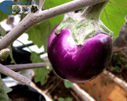 Hạt Giống Cà Pháo Tím Sai Trái Giòn Ngon