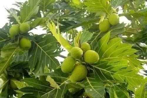 Cây Giống sa kê
