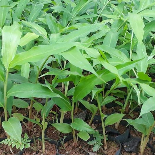 [Cây dược liệu] Cây giống Sa Nhân Tím