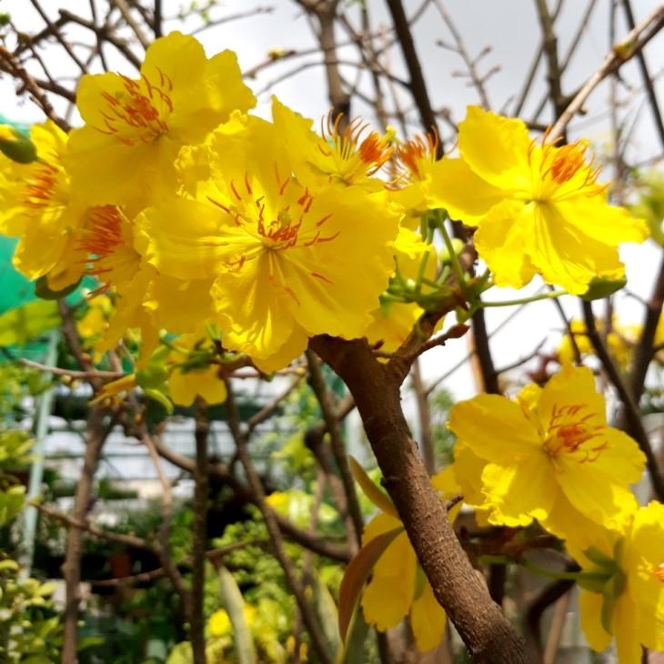 PHÂN HỮU CƠ CAO CẤP DÙNG TRÊN MAI VÀNG, HOA HỒNG, RAU SẠCH TÚI 1KG