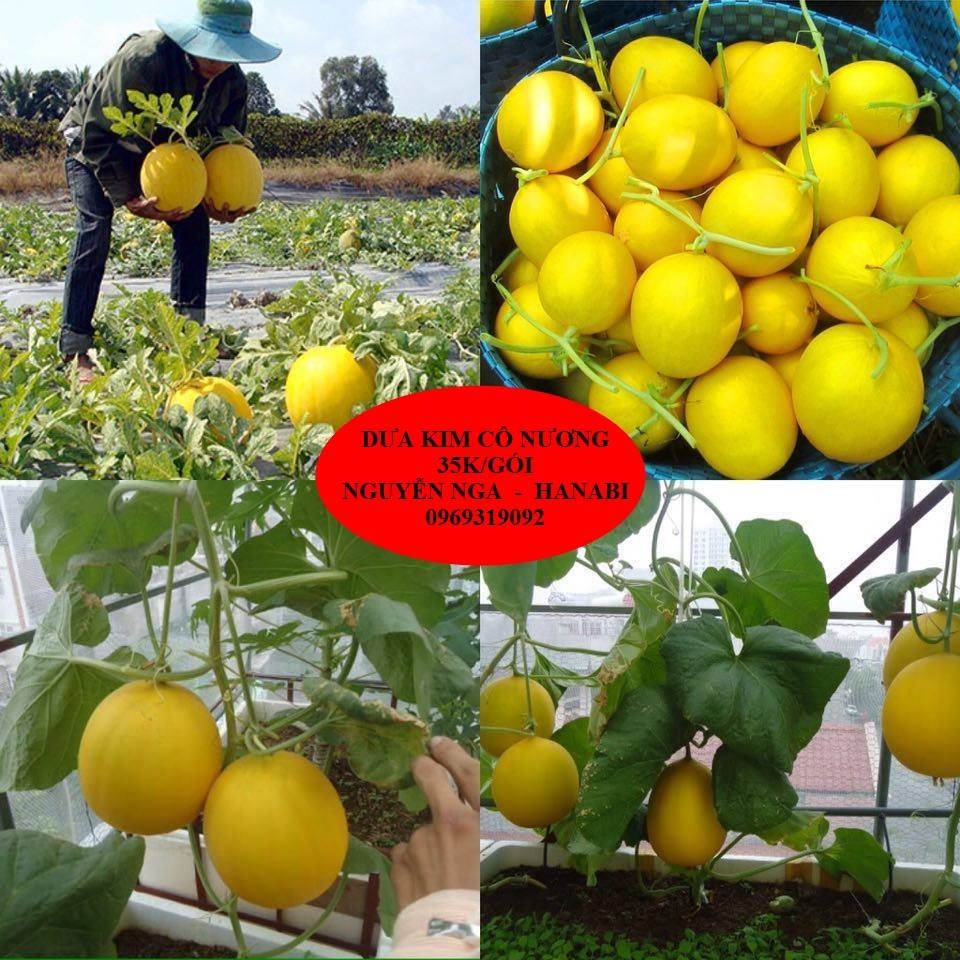 Hạt Giống Dưa Kim Cô Nương
