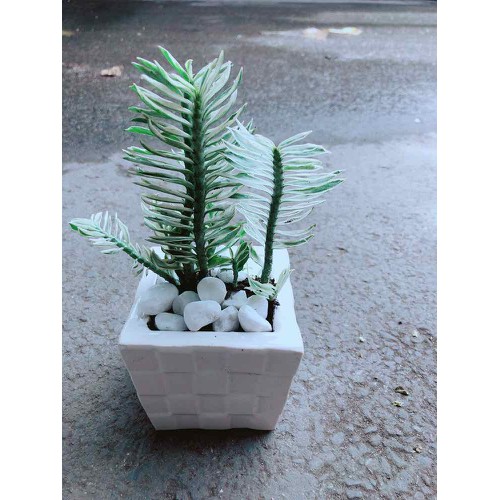 Cây cảnh mini để bàn - Cây Chân Rết