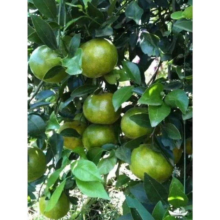 Cây Quýt đường ( quýt ngọt)