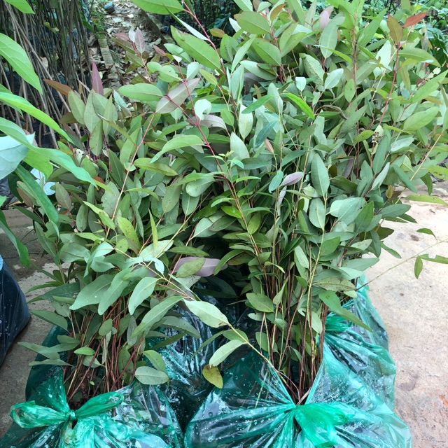 Hạt giống cây bạch đàn trắng - gói 50gram