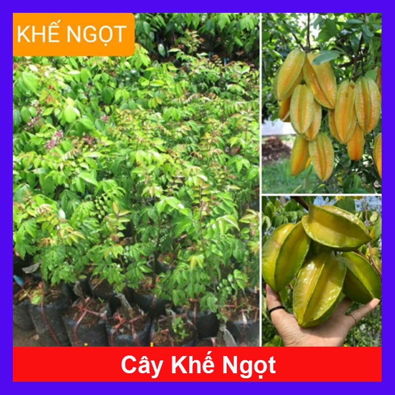 Cây Khế Ngọt - cây ăn quả