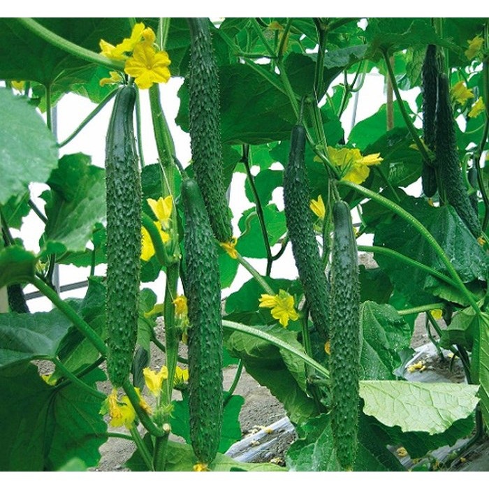 Hạt Giống Dưa Chuột Nhật F1 - 0.5g