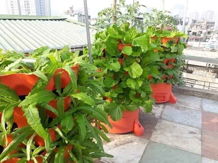 [HCM]Tháp trồng rau hữu cơ Eco Việt Nam