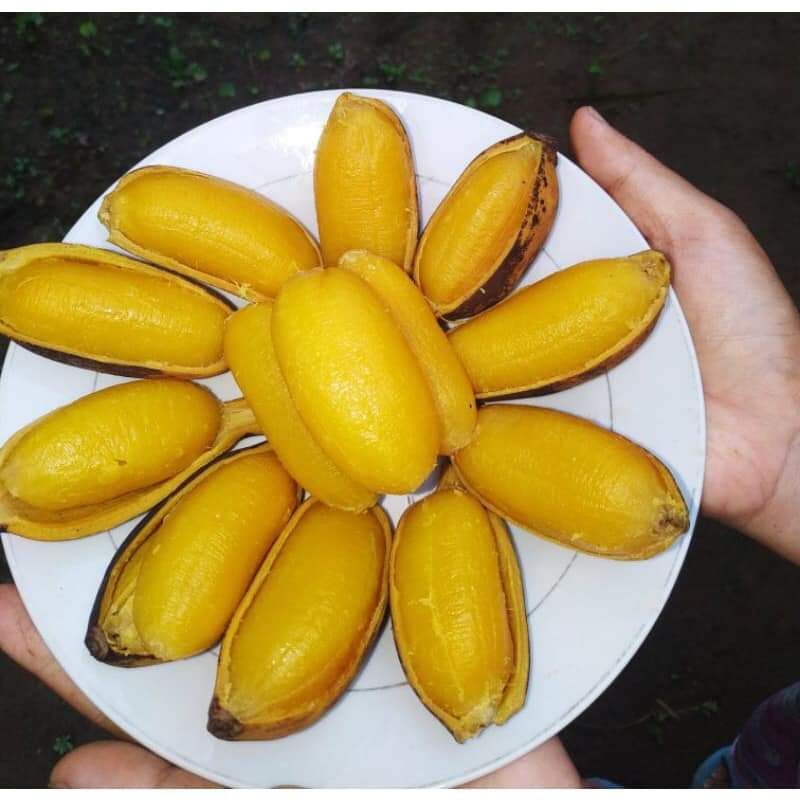 CÂY GIỐNG CHUỐI SÁP NGHỆ SIÊU SỚM (8 THÁNG CHO TRÁI,) (cây giống bảo hành )