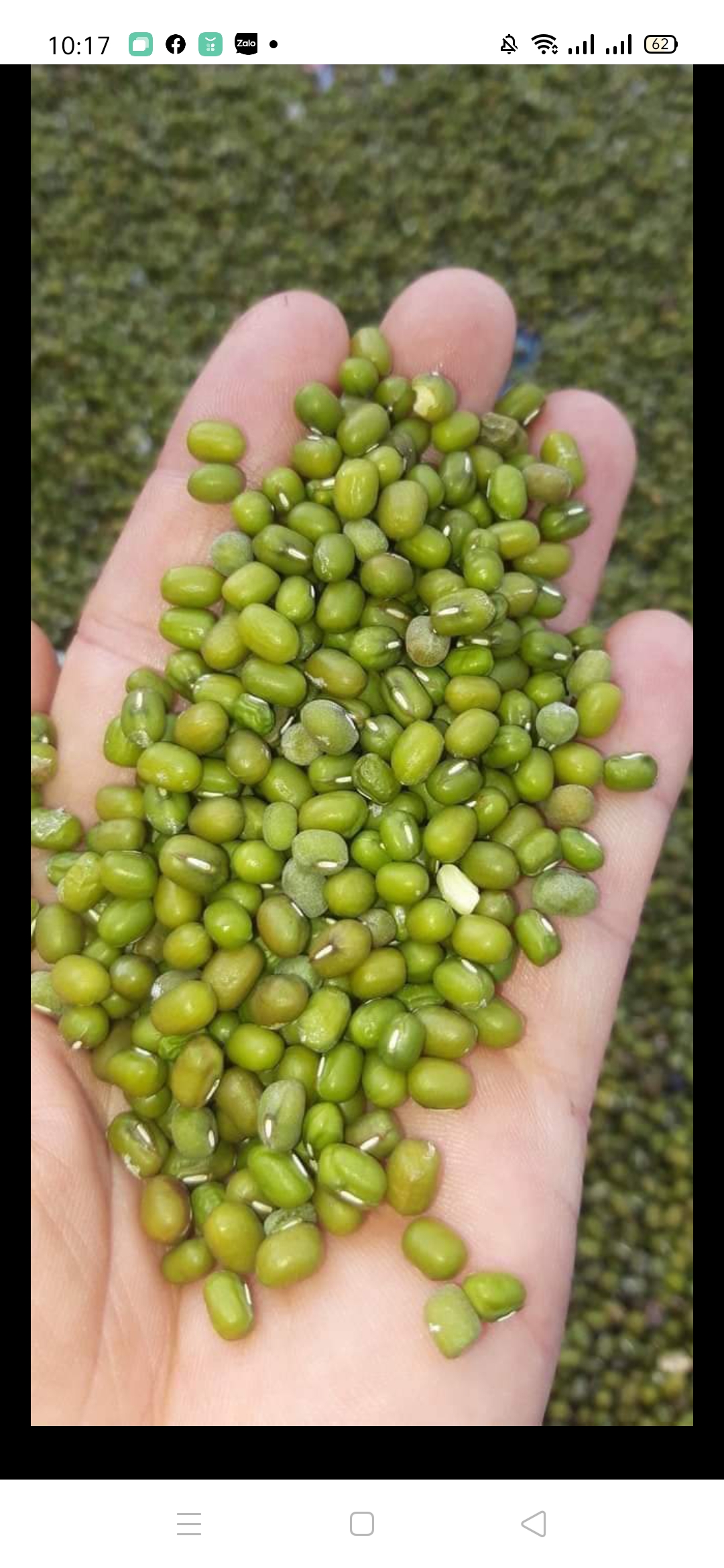 500gr đậu xanh sạch nguyên hột