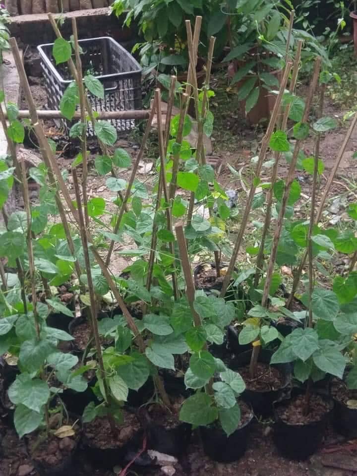 Dây hoa thiên lý (Cây Giống)