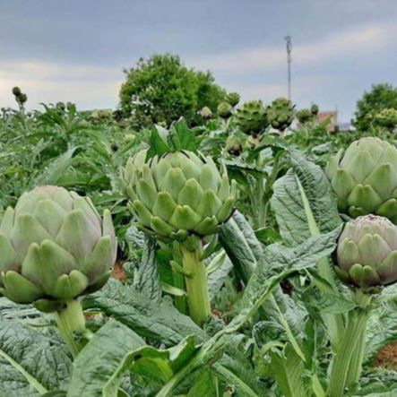 Hạt Giống Atiso Đà Lạt Bông Xanh (2gr)