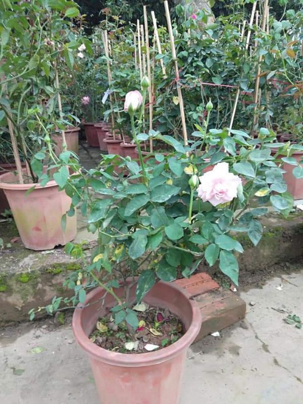 CÂY HOA HỒNG CỔ vân khôi