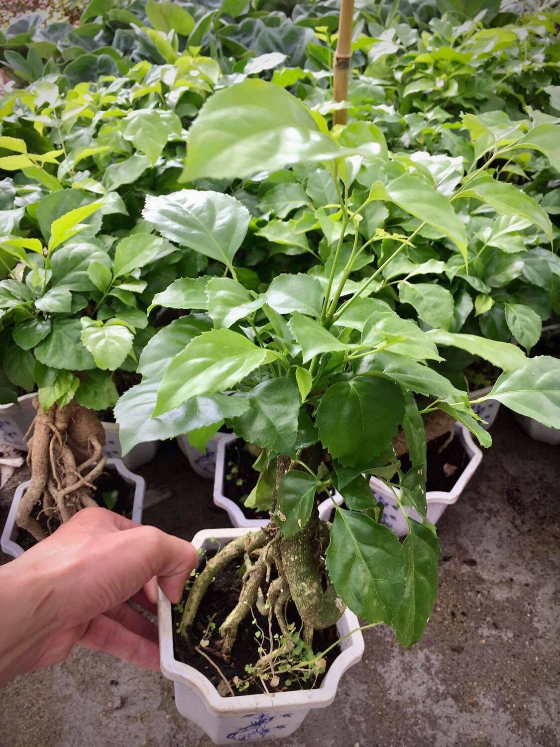 Cây hạnh phúc để bàn cao 20 cm (ảnh thật)