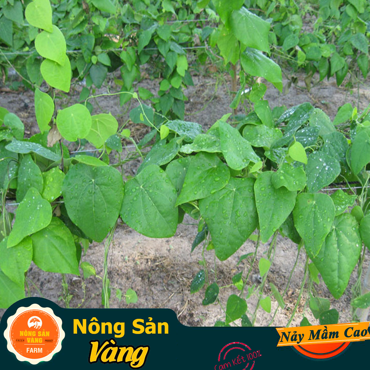 Jungle feather Ginseng leaf seeds vine leaf small fluffed leaf multi-year (pack of 20 seeds)-shallow yellow