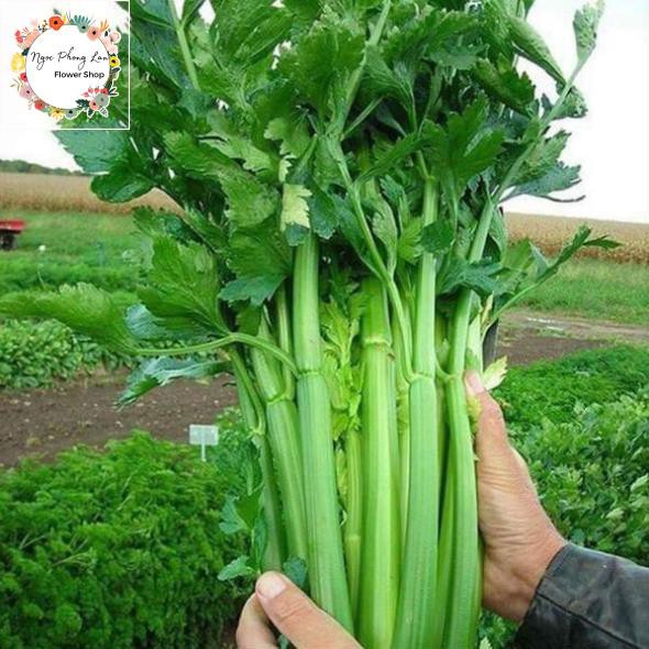 Hạt Giống Rau Cần Lá Xanh (Cần Tây) - Gói 10 Gram