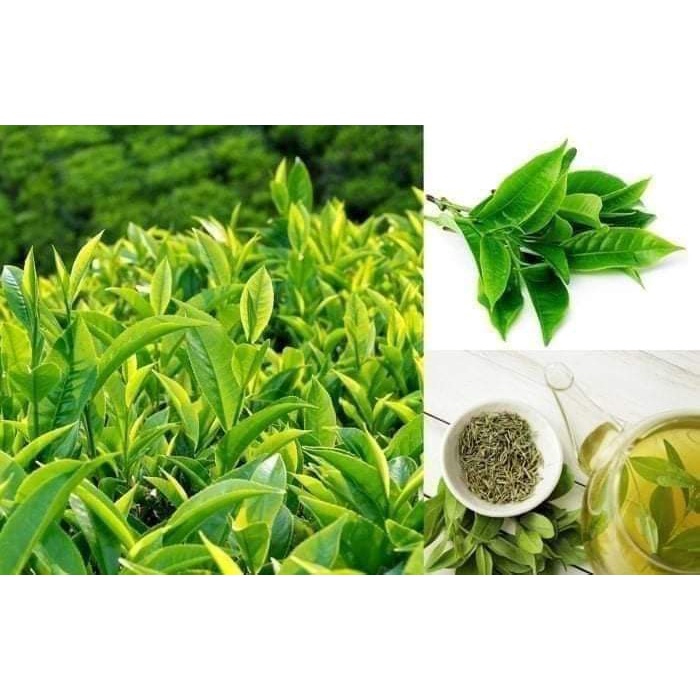 Cây chè xanh thái nguyên f1 _cây giống đức mạnh