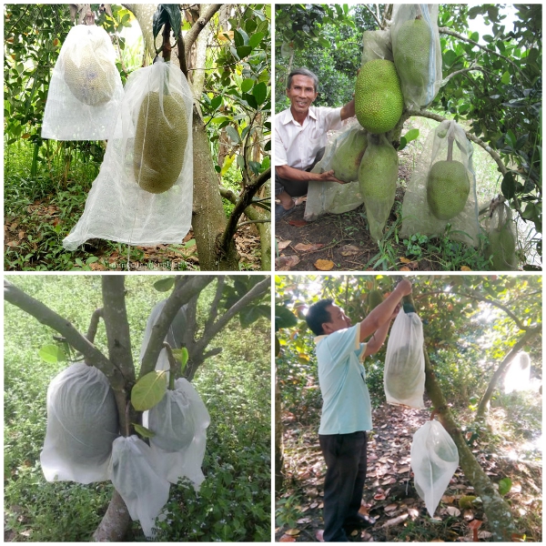 Lưới bao mít 40x50 - 100 túi - VTNT1