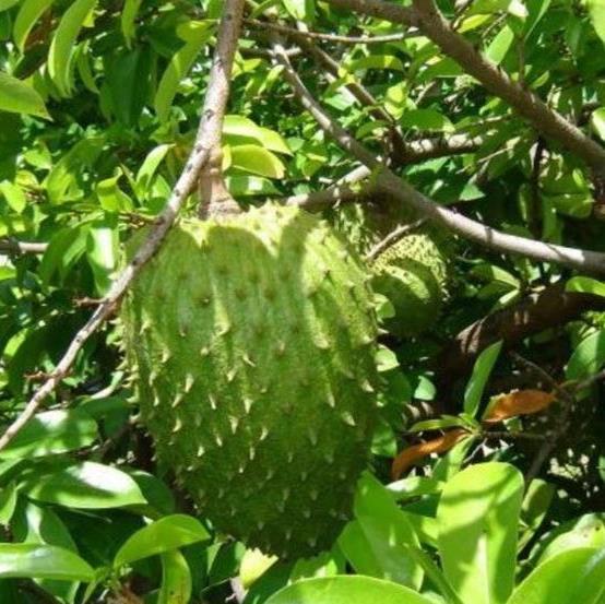 COMBO 2 CÂY MÃNG CẦU XIÊM THÁI LAN