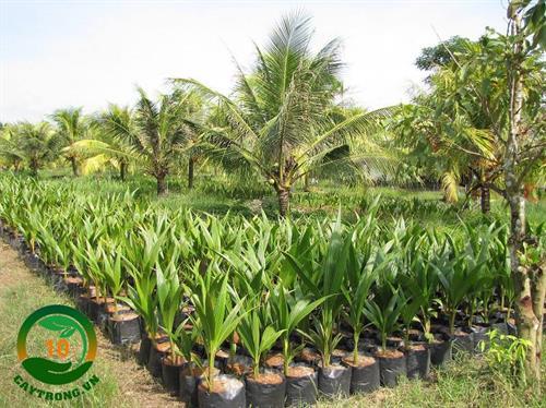 Cây giống Dừa xiêm lùn xanh, cây giống nguyên chủng