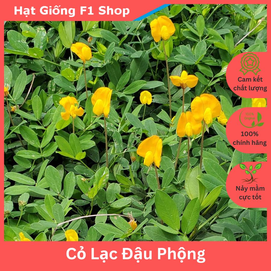 Hạt giống cỏ lạc đậu phộng