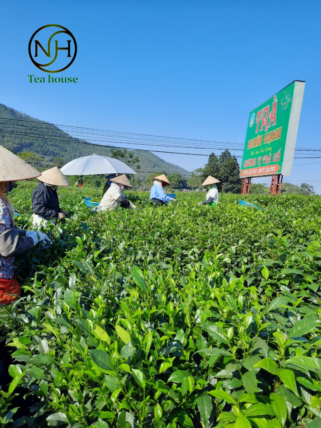 Trà Đặc Sản Tân Cương Thái Nguyên (200g)