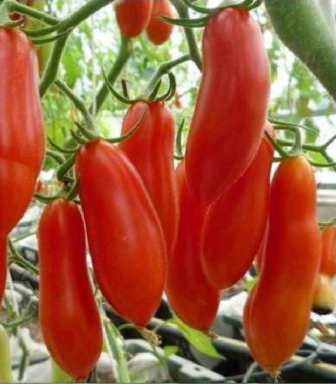 Hạt giống cà chua chuối quả đỏ ( cà chua ngón tay ) - gói 30 hạt