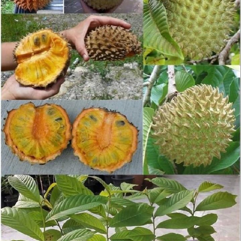 Cây giống na sừng nam mỹ cây ghép