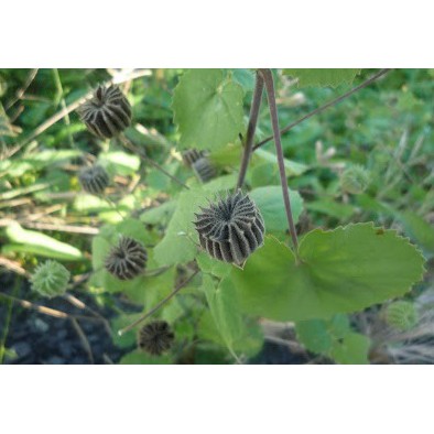 Cây Cối Xay Khô (1kg)